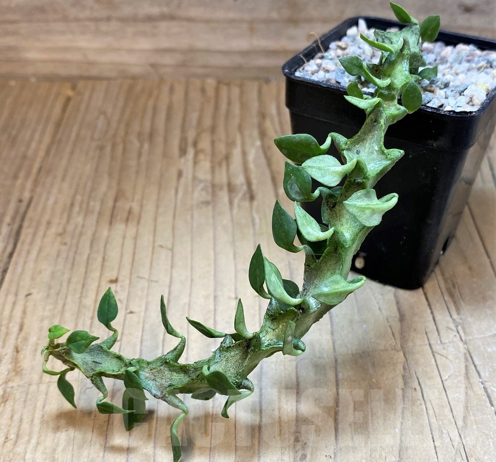 SH23357 Ceropegia simoneae ‘Green Form’