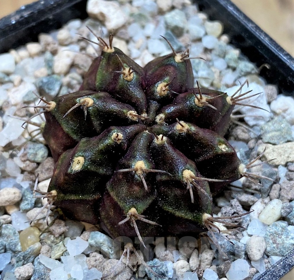 SH23318 Gymnocalycium mihanovichii 'Black Widow'