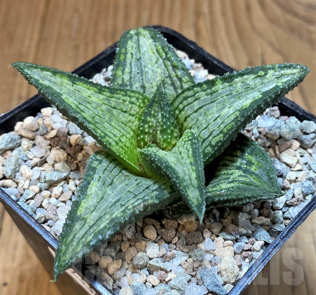 SH23360 Haworthia koelmaniorum T-2