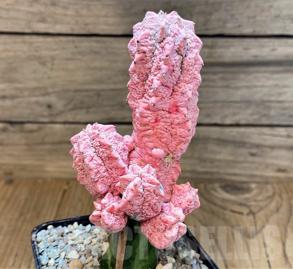 SH23361 Euphorbia abdelkuri 'Damask', grafted - Image 2
