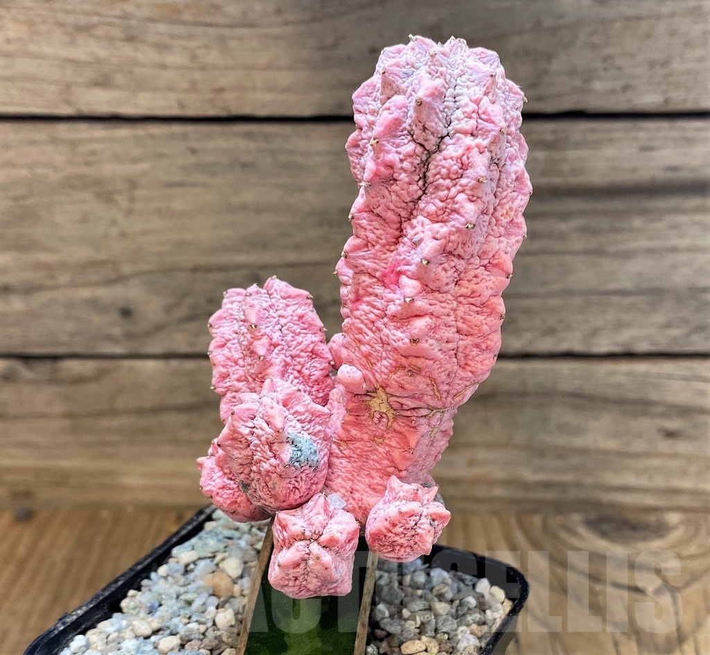 SH23361 Euphorbia abdelkuri 'Damask', grafted