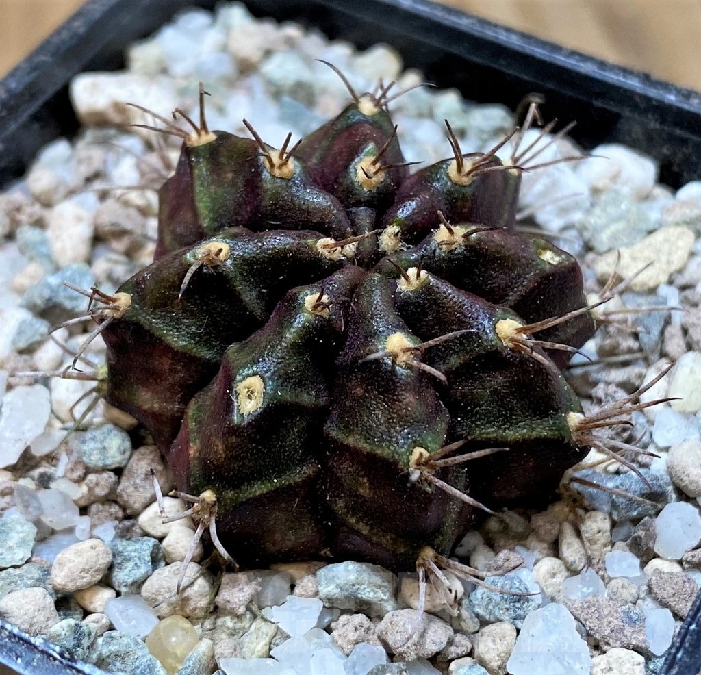 SH23318 Gymnocalycium mihanovichii 'Black Widow' - Image 2