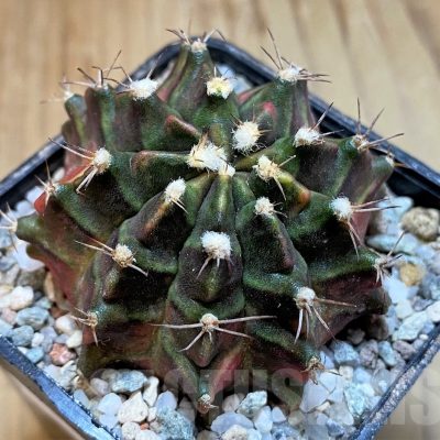 SH23319 Gymnocalycium mihanovichii 'Sos'
