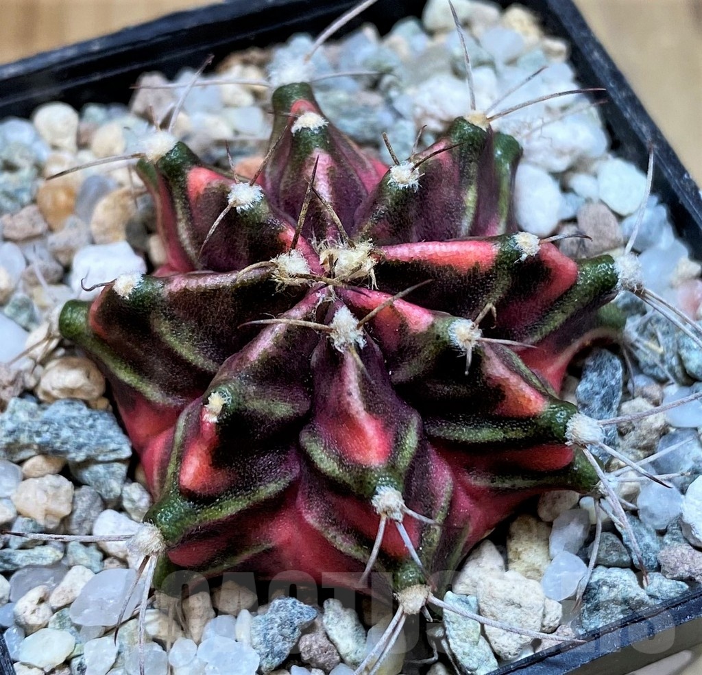 SH23323 Gymnocalycium mihanovichii 'Hell Boy'