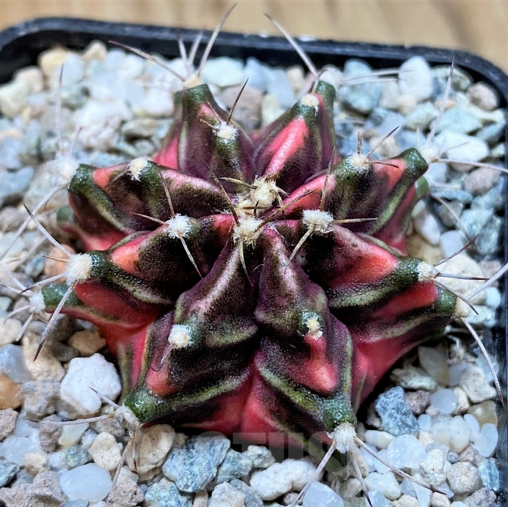 SH23323 Gymnocalycium mihanovichii 'Hell Boy' - Image 2