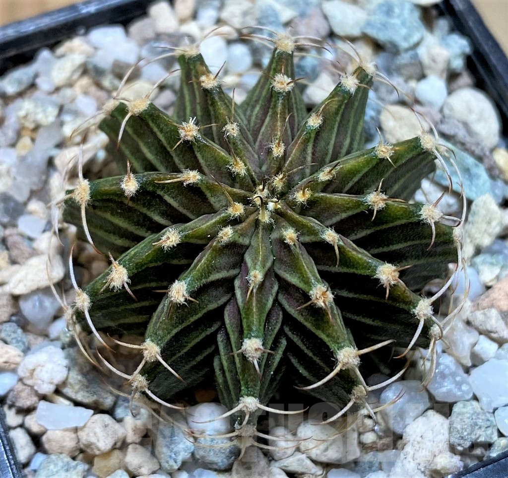 SH23324 Gymnocalycium friedrichii 9R001 - Image 2