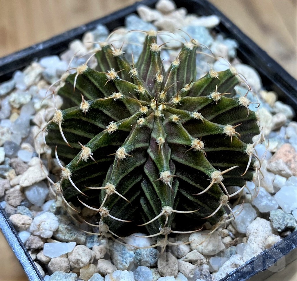 SH23324 Gymnocalycium friedrichii 9R001