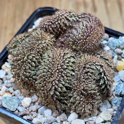 SH23331 Gymnocalycium mihanovichii f. cristata, seedling