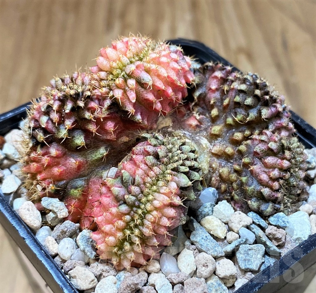 SH23334 Gymnocalycium mihanovichii f. cristata variegata, seedling - Image 2