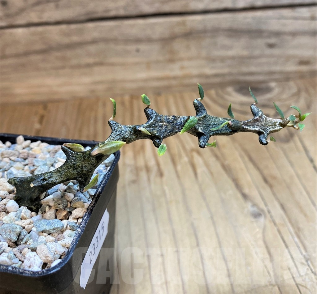 SH23315 Ceropegia bosseri