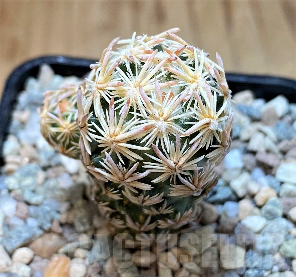 SH23337 Escobaria nellieae