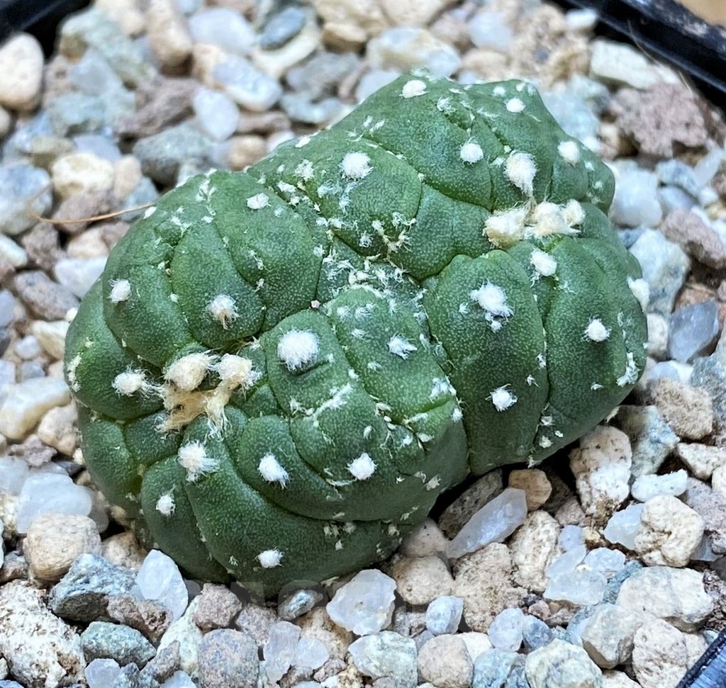 SH23338 Astrophytum asterias f. cristata - Image 2