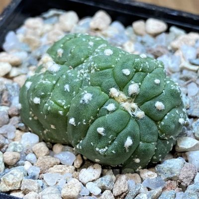 SH23338 Astrophytum asterias f. cristata