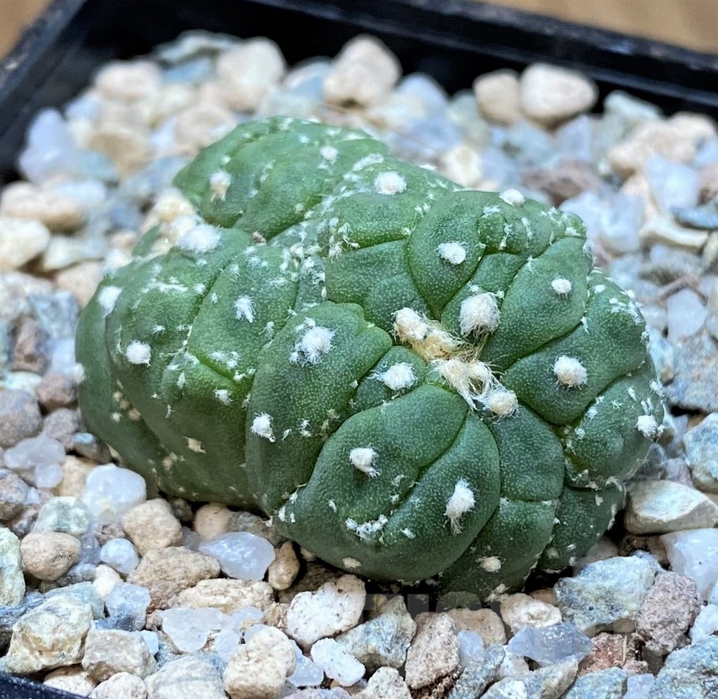SH23338 Astrophytum asterias f. cristata