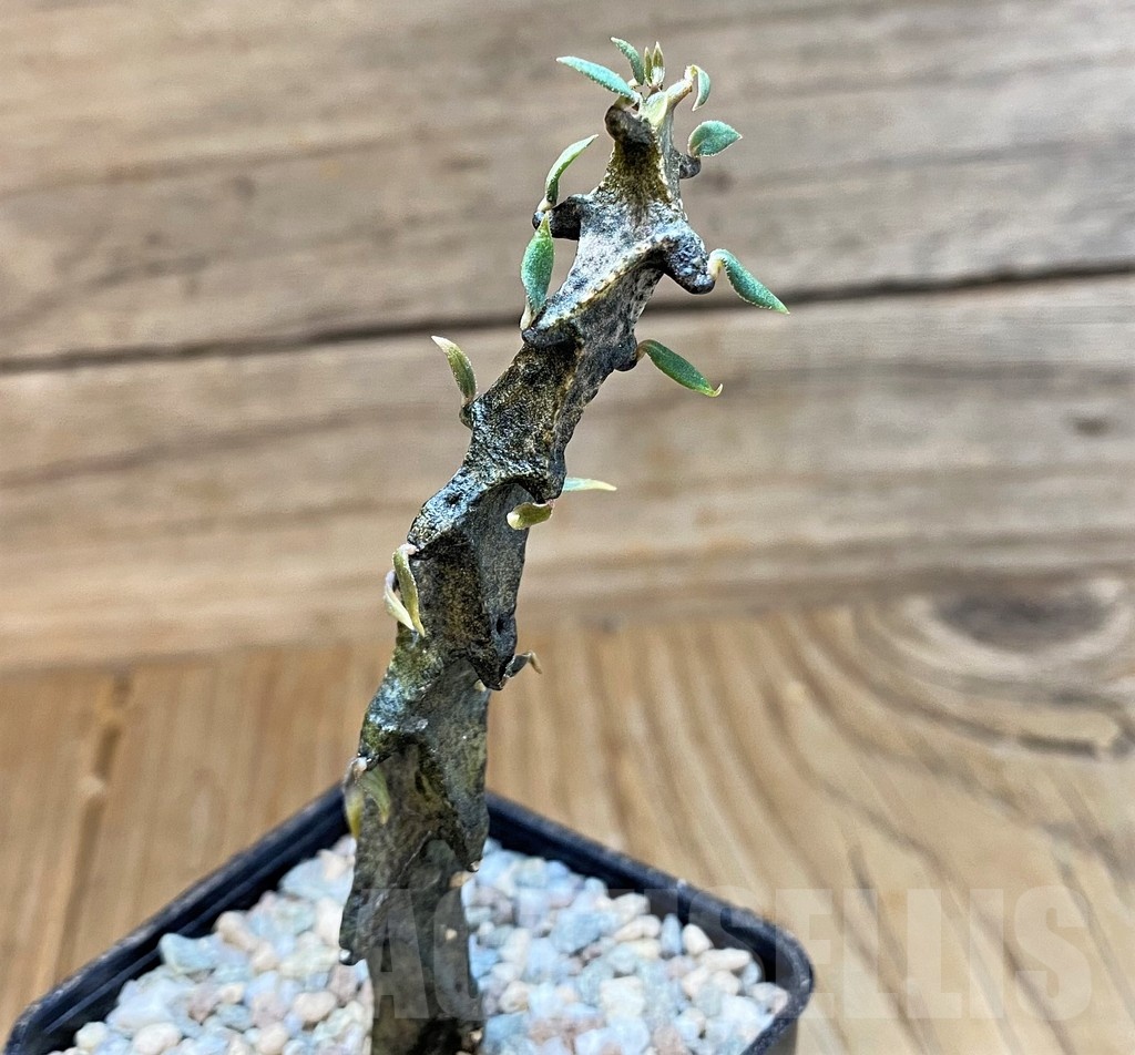 SH23316 Ceropegia bosseri