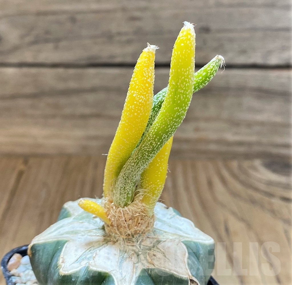 SH23345 Astrophytum caput-medusae f. variegata, grafted