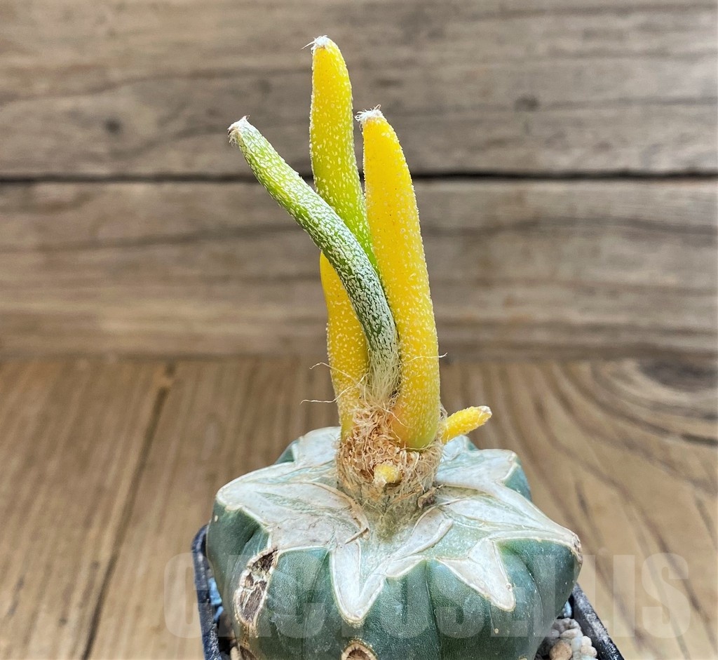 SH23345 Astrophytum caput-medusae f. variegata, grafted - Image 2