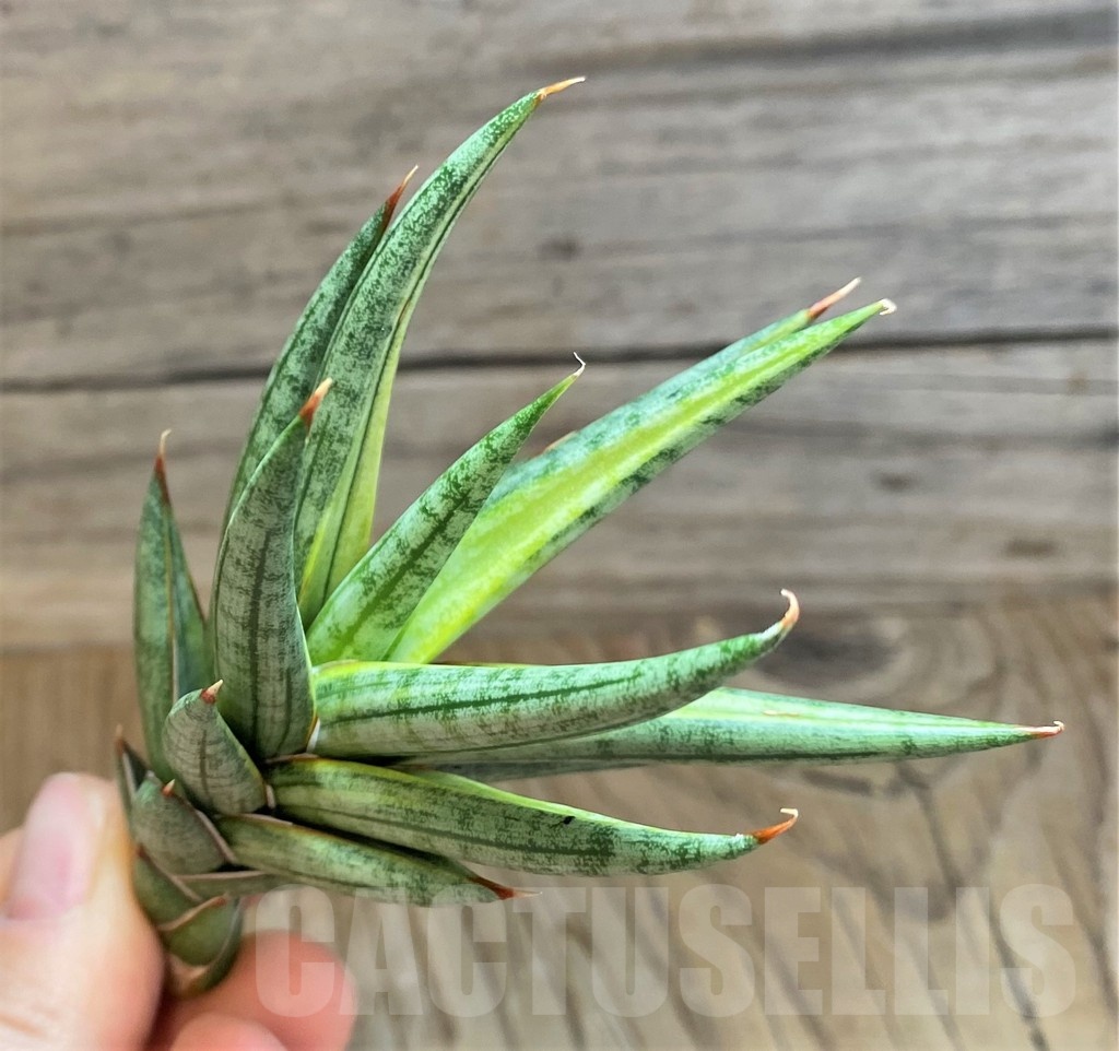 SH23397 Sansevieria francisii f. variegata - Image 3