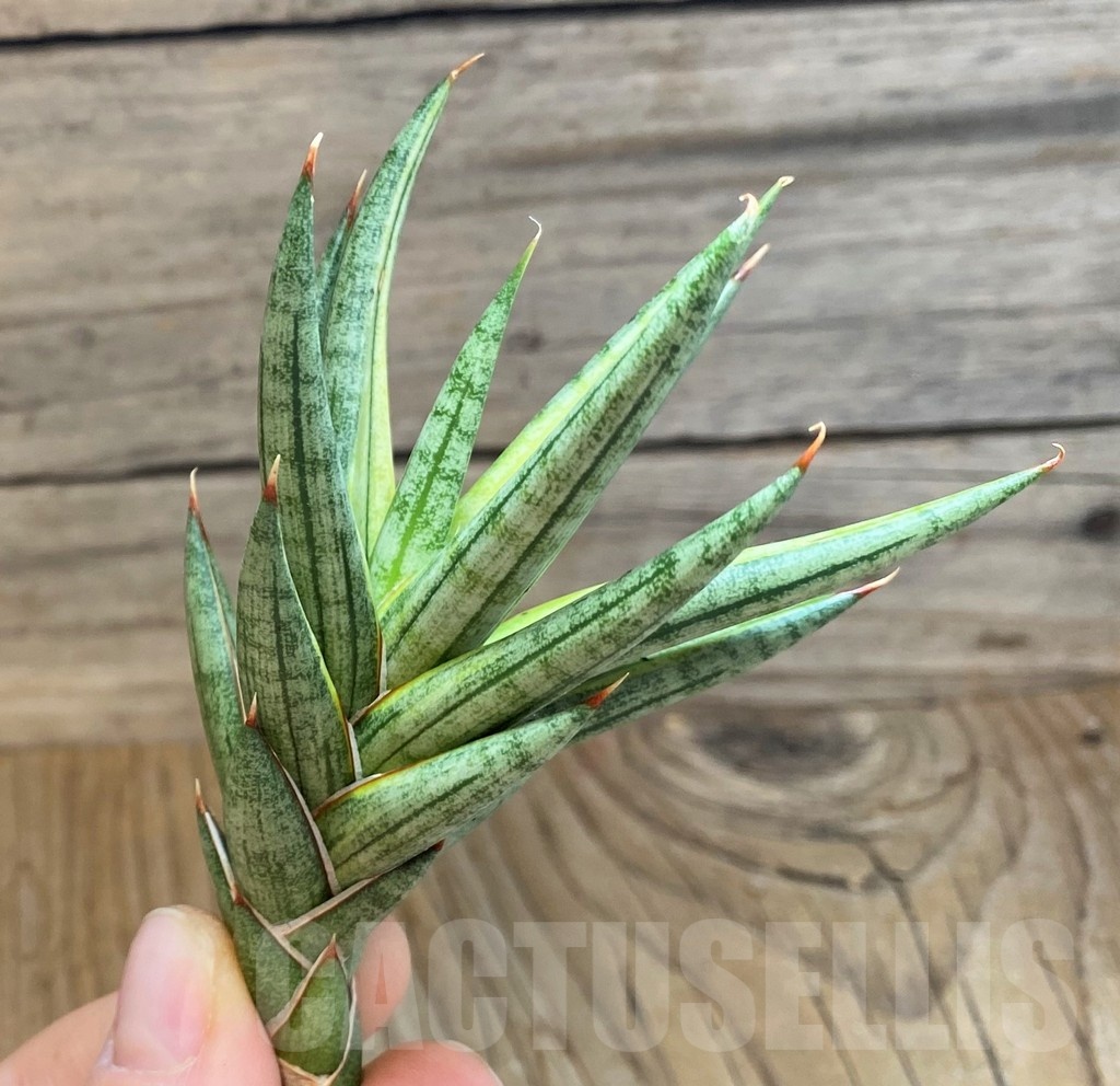 SH23397 Sansevieria francisii f. variegata - Image 2