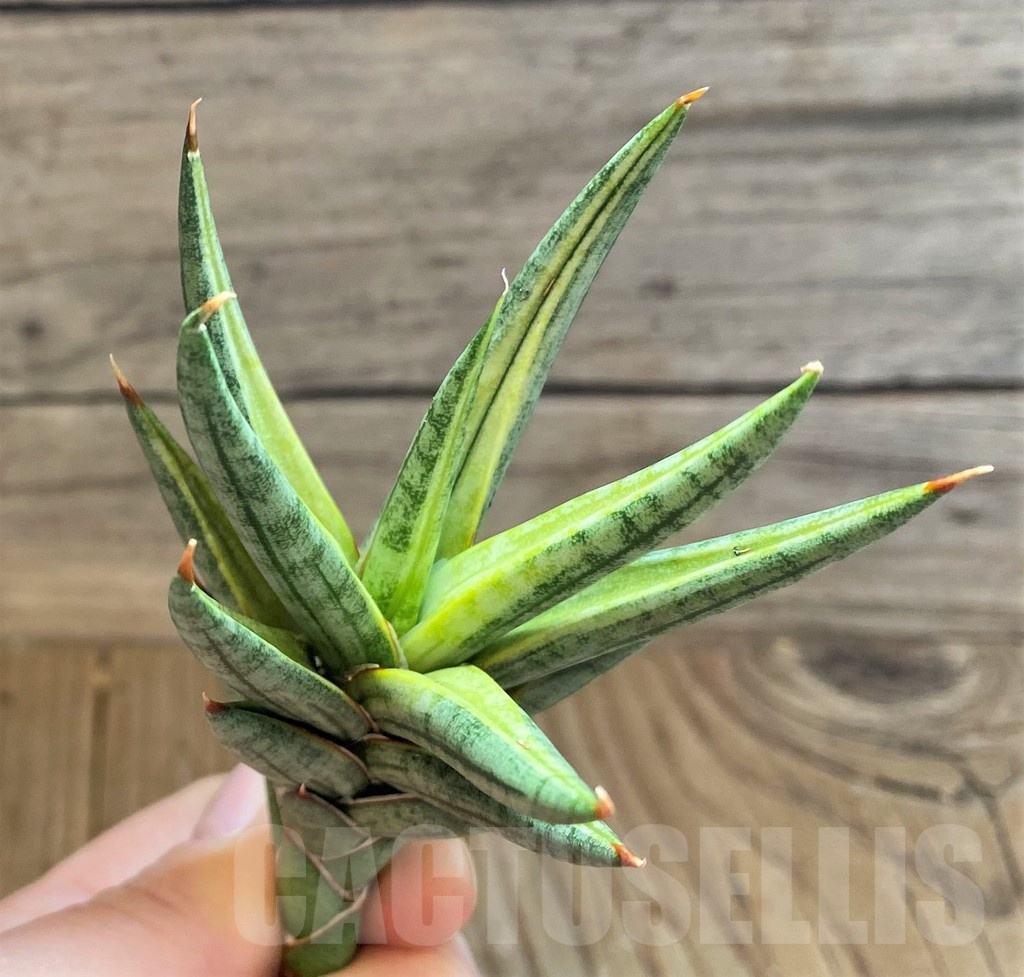 SH23397 Sansevieria francisii f. variegata