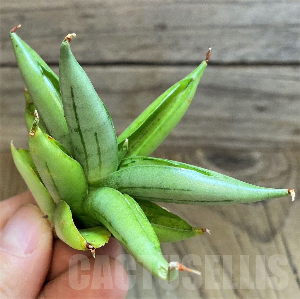 SH23400 Sansevieria ‘Iceman’ - Image 3
