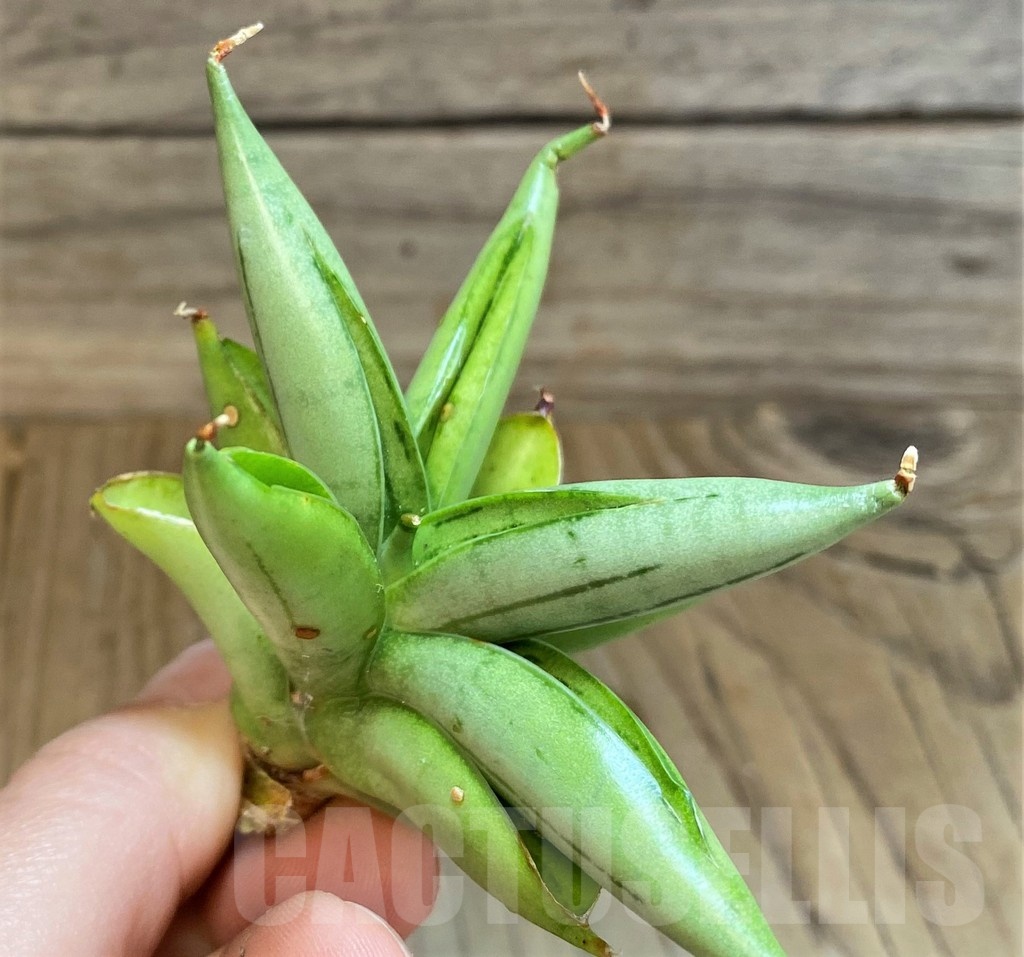 SH23400 Sansevieria ‘Iceman’ - Image 2