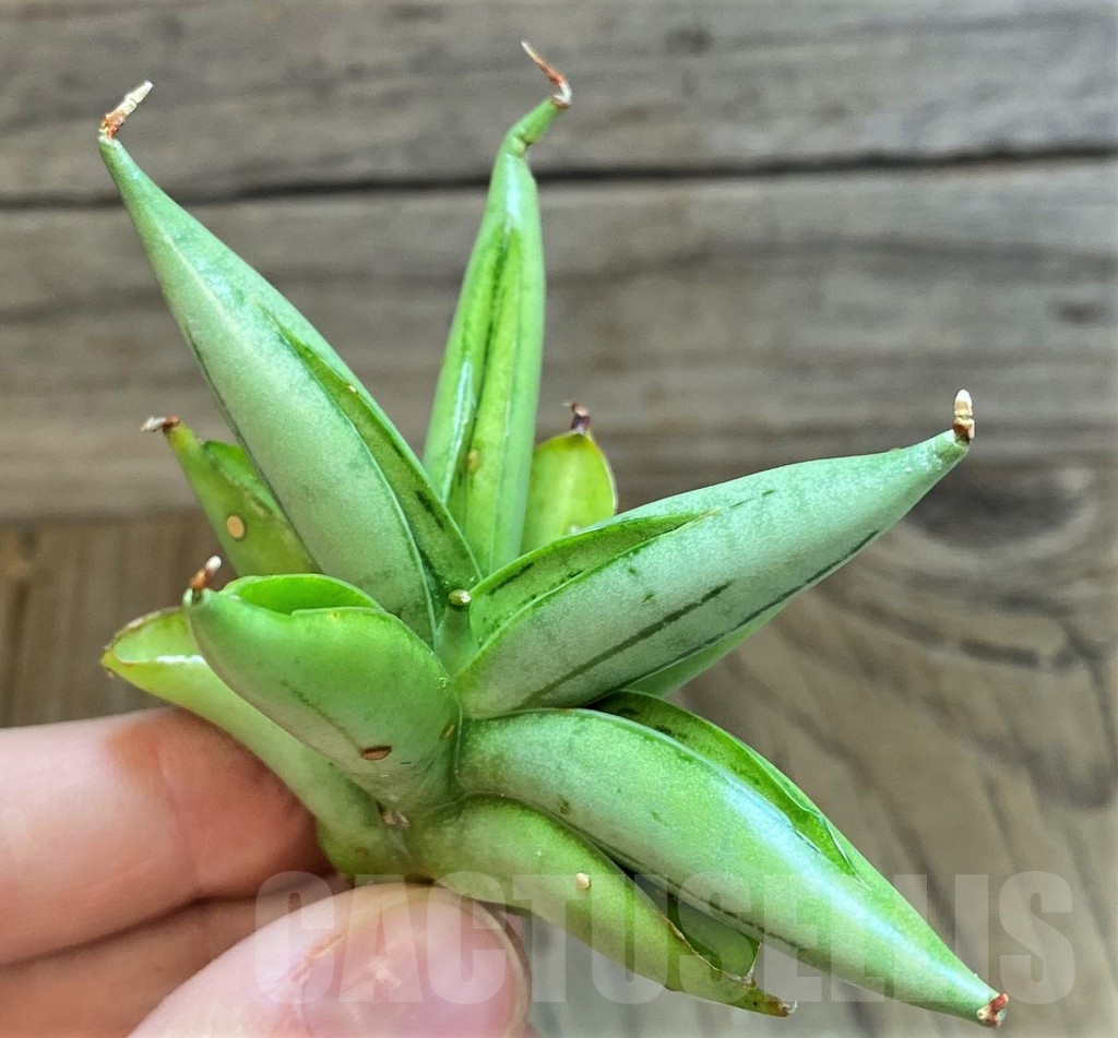 SH23400 Sansevieria ‘Iceman’