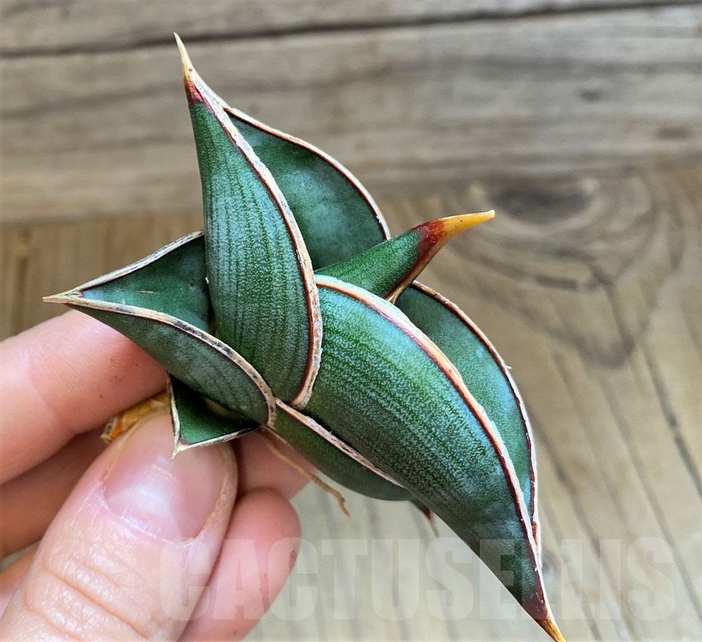 SH23401 Sansevieria ‘Rorida’ - Image 2