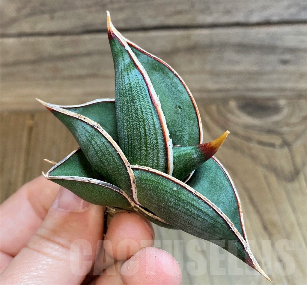 SH23401 Sansevieria ‘Rorida’