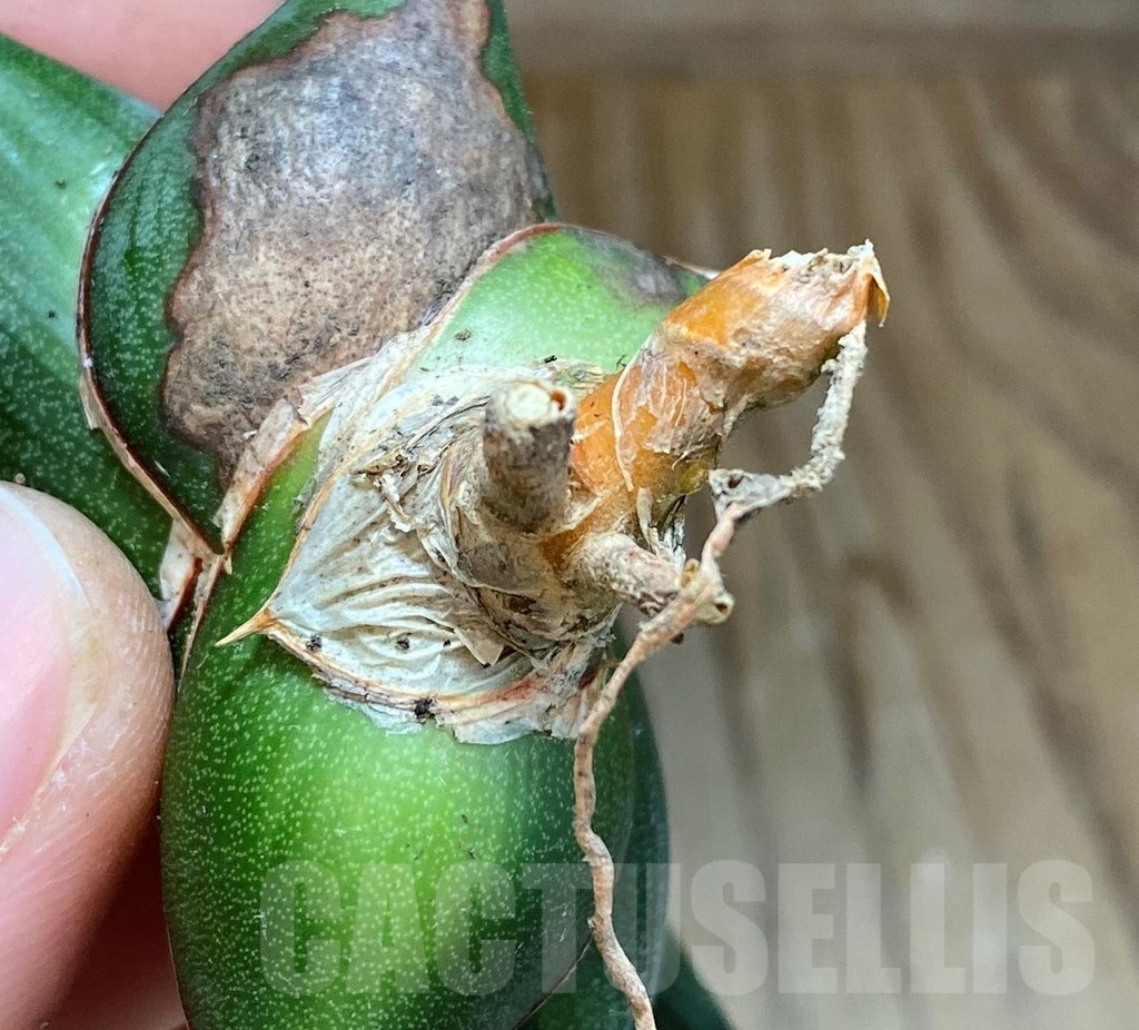 SH23401 Sansevieria ‘Rorida’ - Image 3