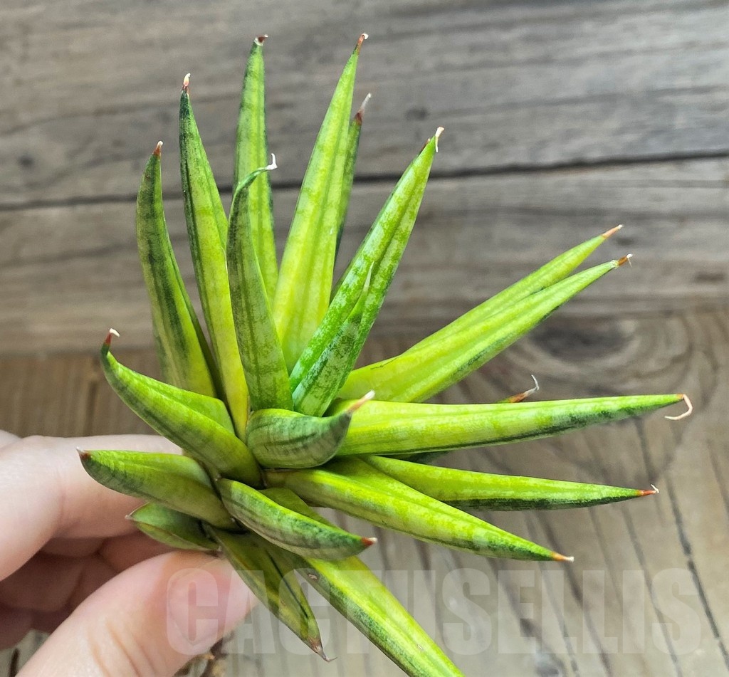 SH23404 Sansevieria francisii f. Yellow variegata - Image 2