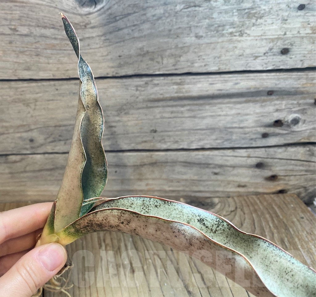 SH23407 Sansevieria 'Copper Silver' - Image 2
