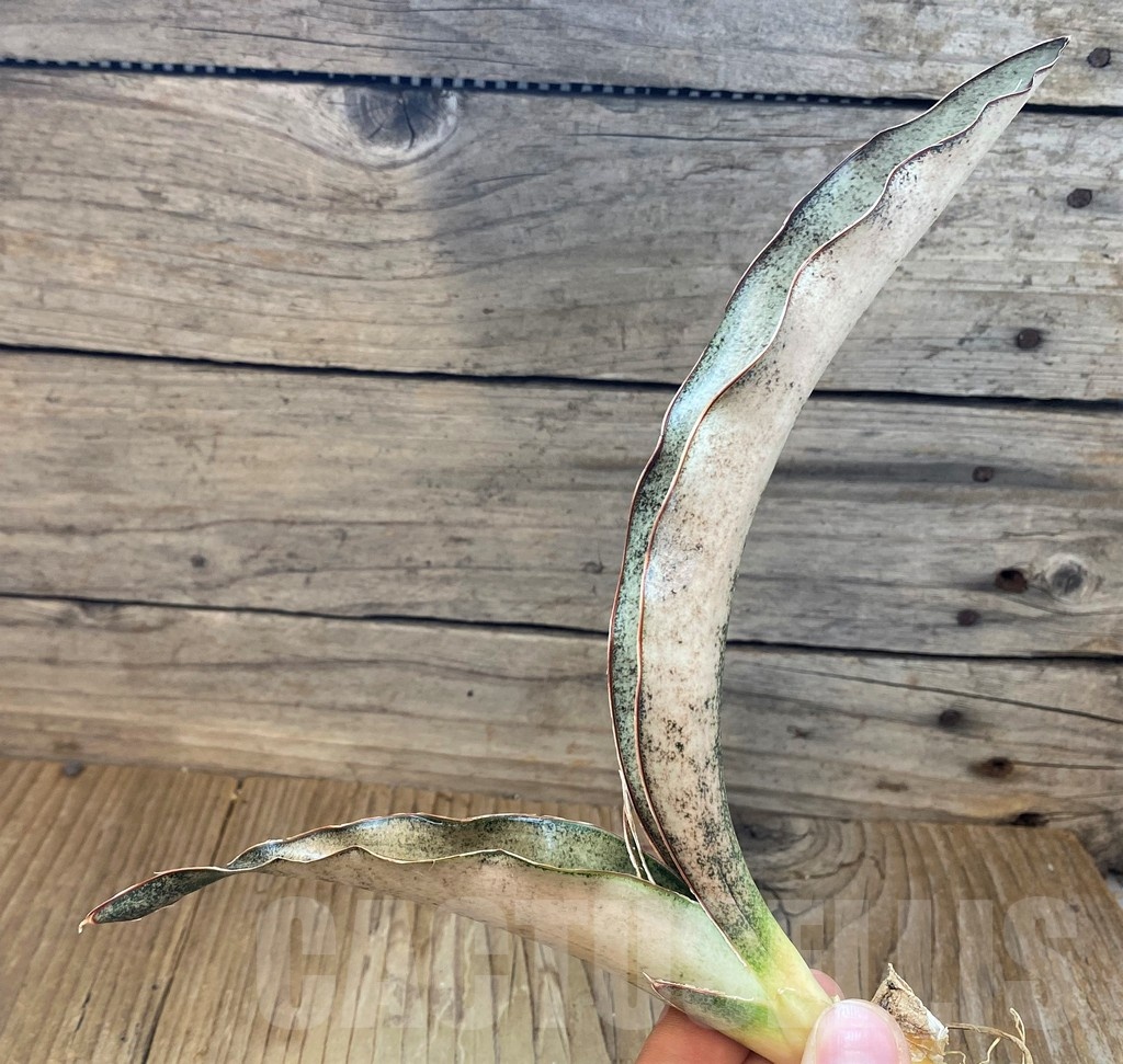 SH23407 Sansevieria 'Copper Silver'