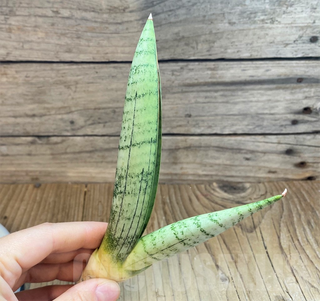 SH23409 Sansevieria 'White Rhino'