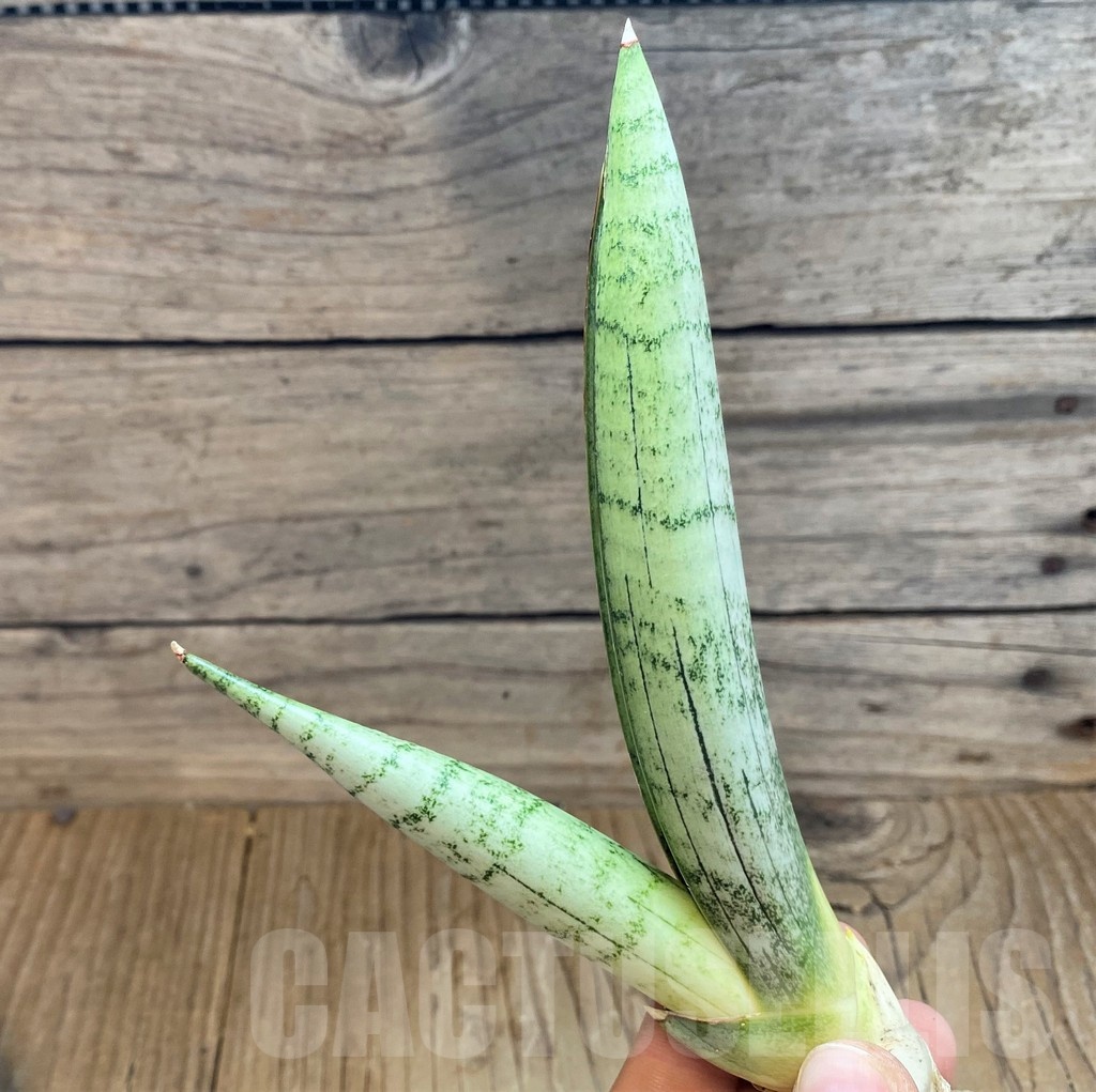 SH23409 Sansevieria 'White Rhino' - Image 3