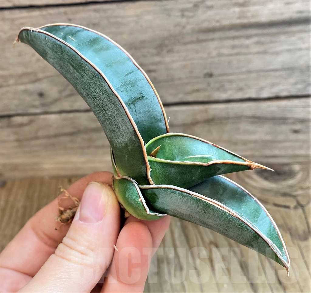 SH23479 Sansevieria 'Mr blue' - Image 2