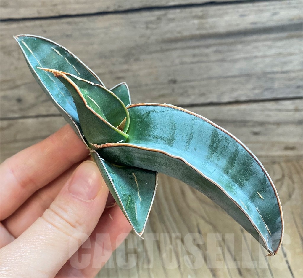 SH23479 Sansevieria 'Mr blue'