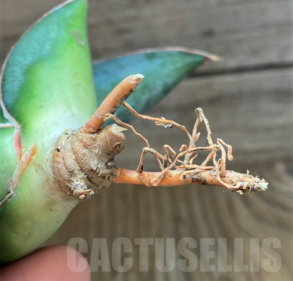 SH23479 Sansevieria 'Mr blue' - Image 3