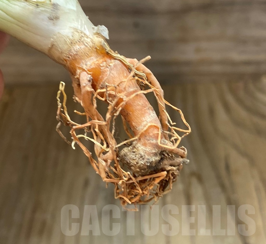 SH23480 Sansevieria 'Frozen Throne' - Image 3