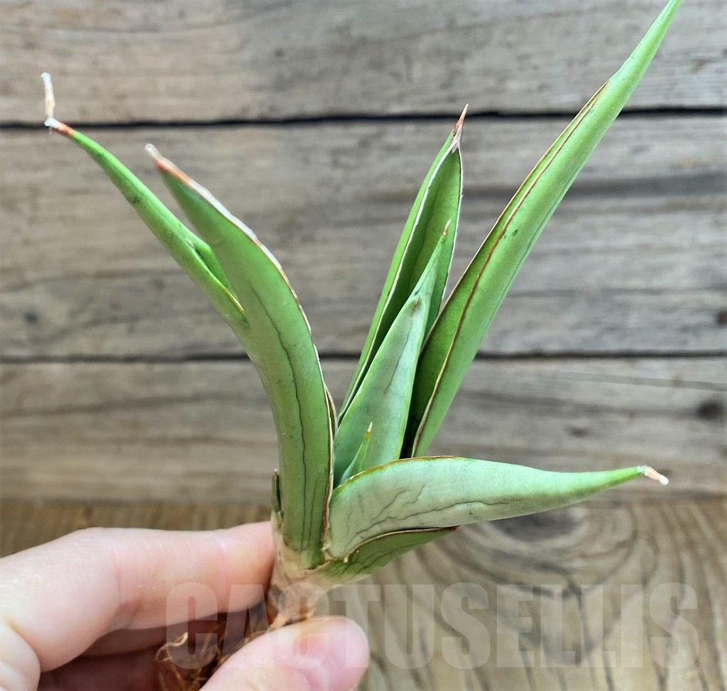 SH23480 Sansevieria 'Frozen Throne'