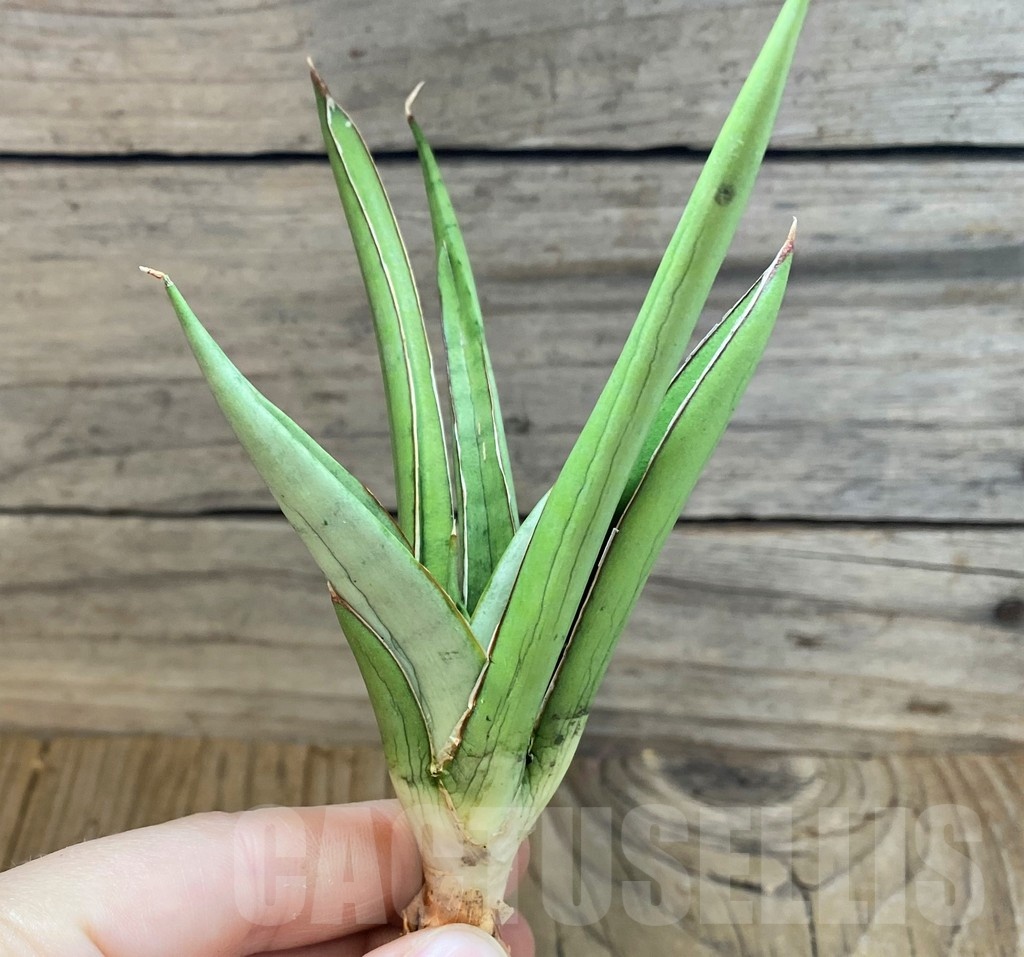 SH23480 Sansevieria 'Frozen Throne' - Image 2