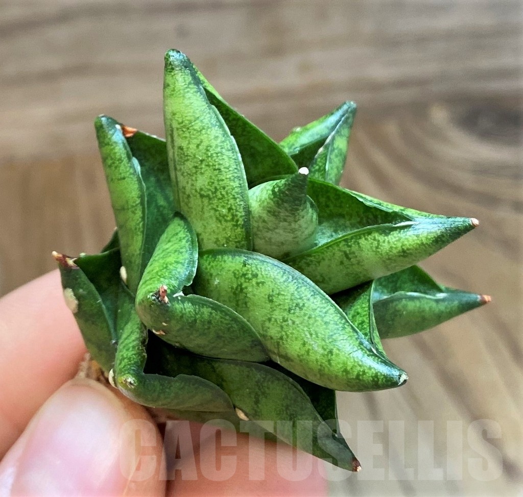 SH23488 Sansevieria 'Durian'