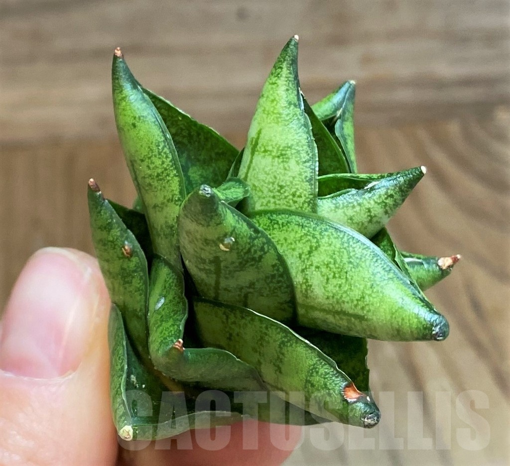SH23488 Sansevieria 'Durian' - Image 3