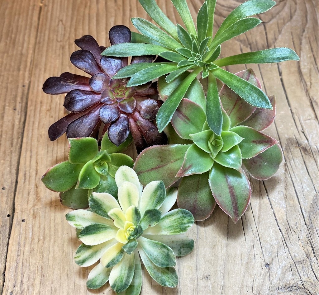 SH23376 Aeonium mix, cuted