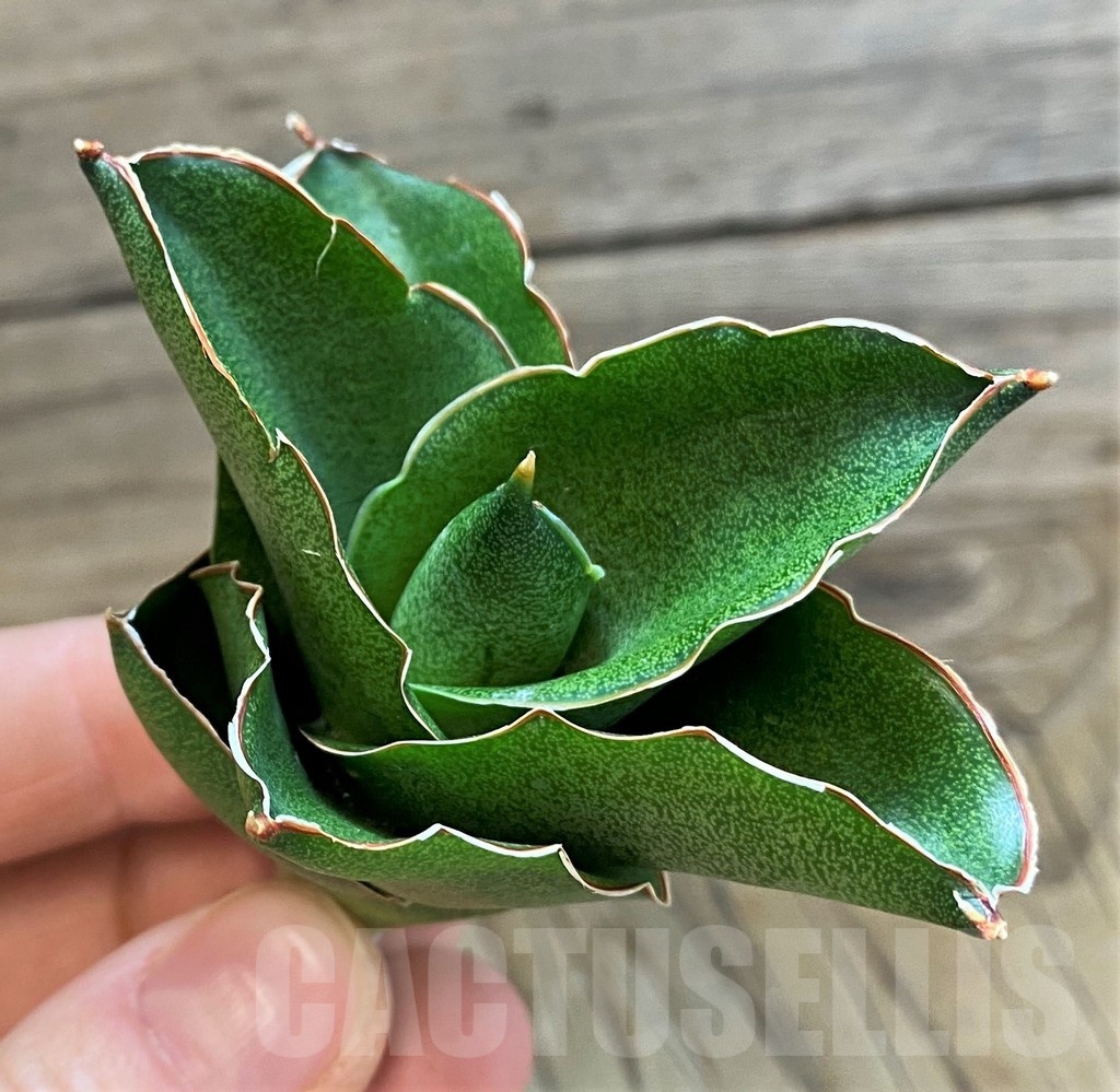 SH23489 Sansevieria ‘Andaman’ - Image 3