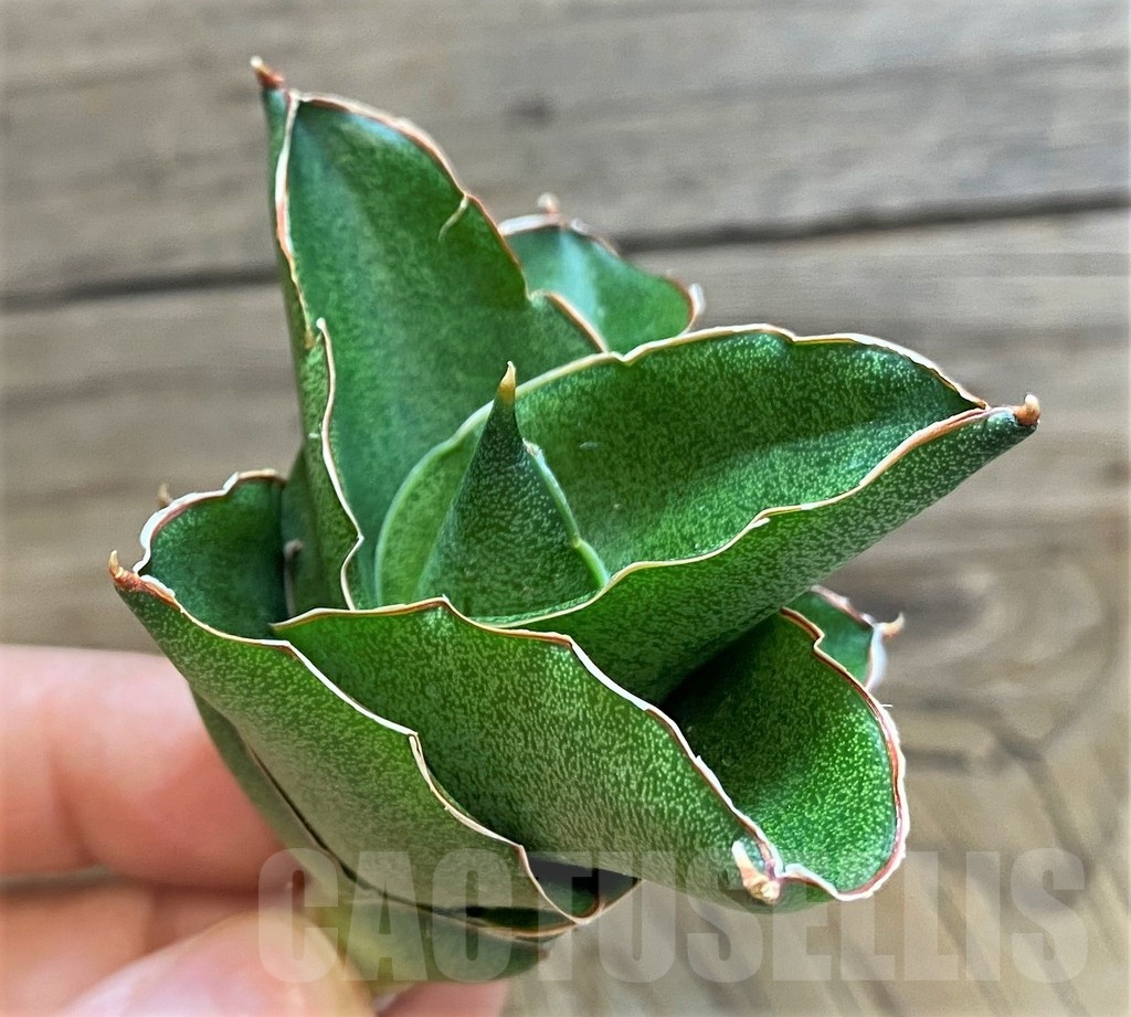 SH23489 Sansevieria ‘Andaman’