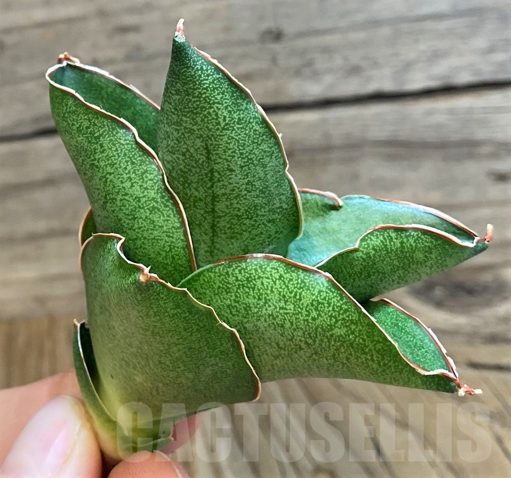 SH23489 Sansevieria ‘Andaman’ - Image 4