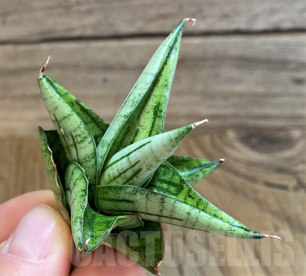 SH23493 Sansevieria 'Jupiter'