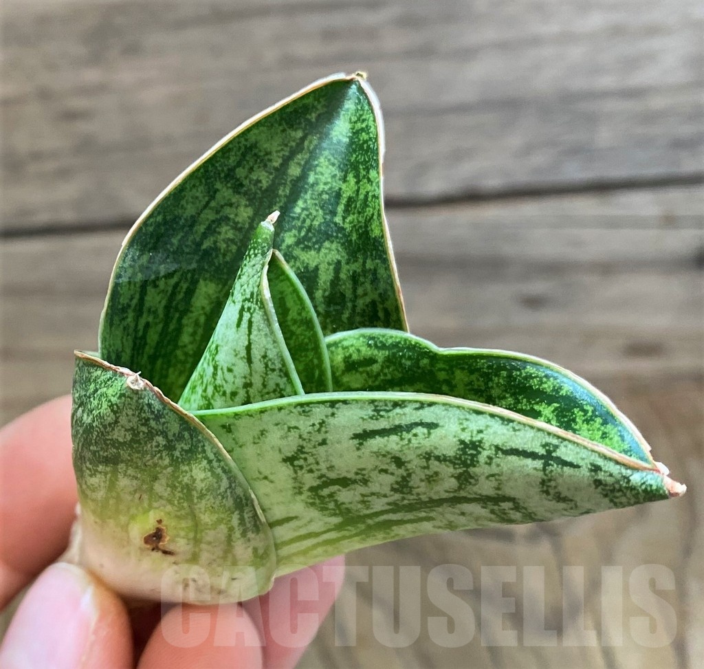 SH23494 Sansevieria 'Angelina'
