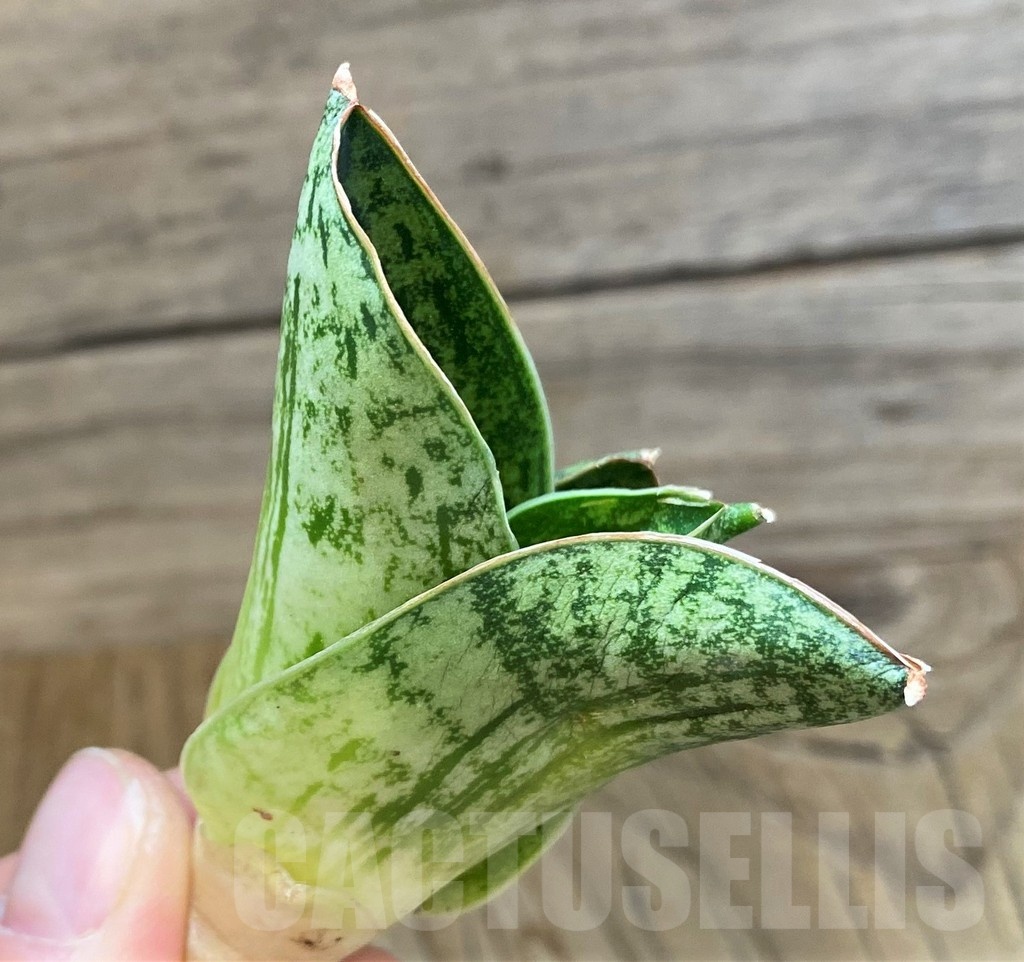 SH23494 Sansevieria 'Angelina' - Image 3